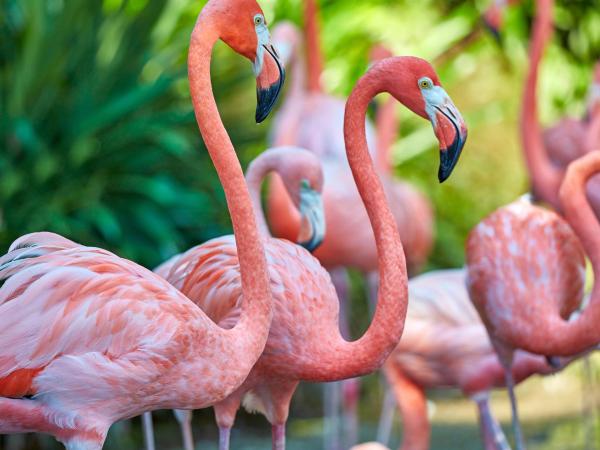 Anegada flamingos