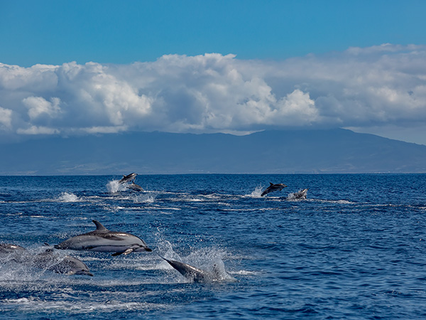 A big pod of striped dolphins (Stenella coeruleoalba) following their way in open water of Atlantic ocean near Azores islands