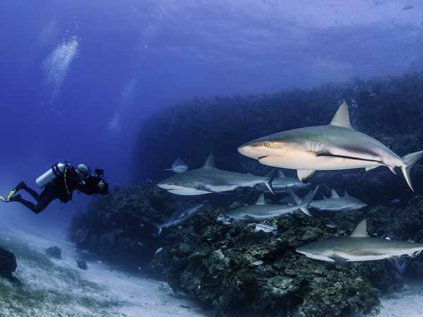Caribbean reef sharks swimming amongst the tropical reefs of the Gardens Of The Queens Marine Park in Cuba.