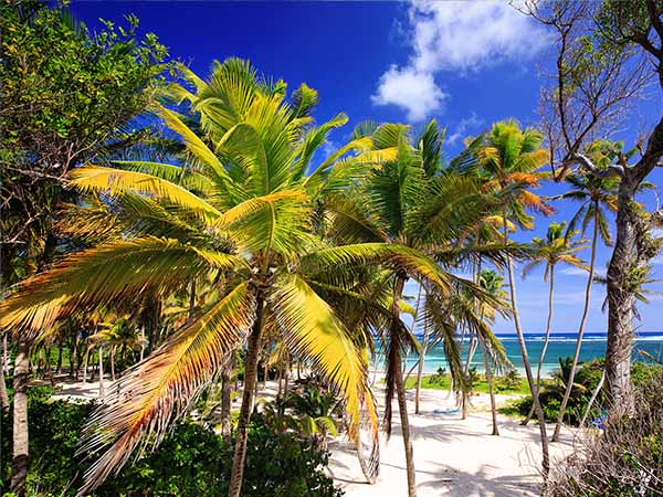 Palm trees on Anse Michel Beach, Cap Chevalier, Martinique, Caribbean