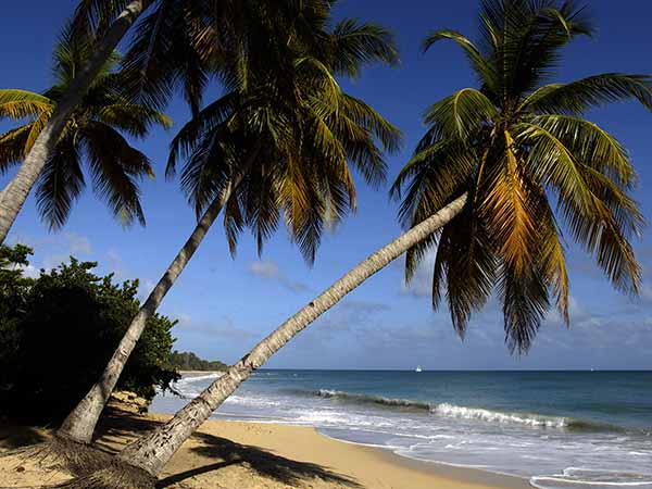 Martinique, Sainte Anne, plage des Salines