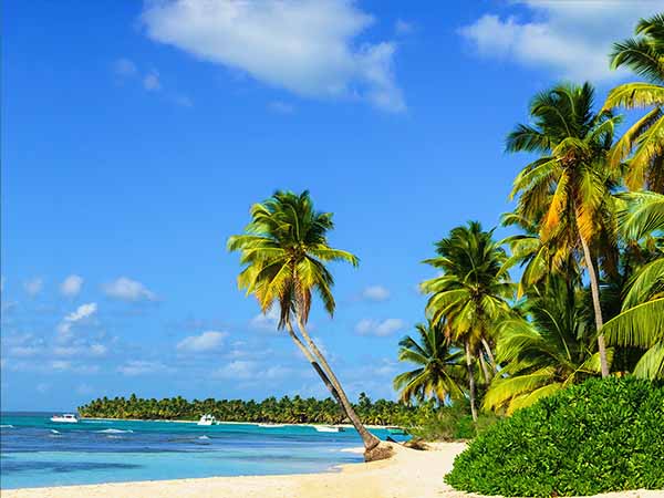 Paradise beach with amazing palm trees entering the azure ocean