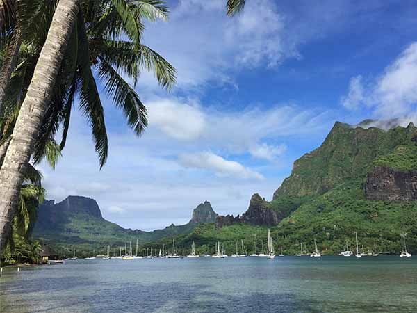 Tropical Bay with boats and palm trees. Cook's Bay, Moorea Island, Tahiti, French Polynesia.